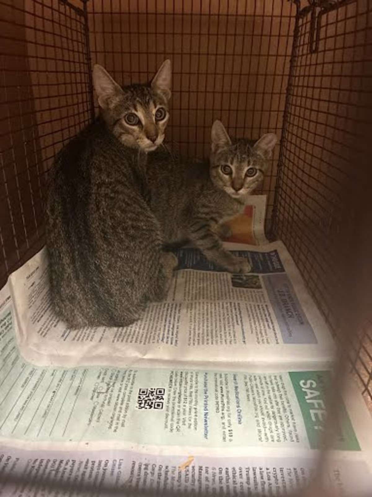 FIRE EAGLE - Domestic Shorthair available for adoption