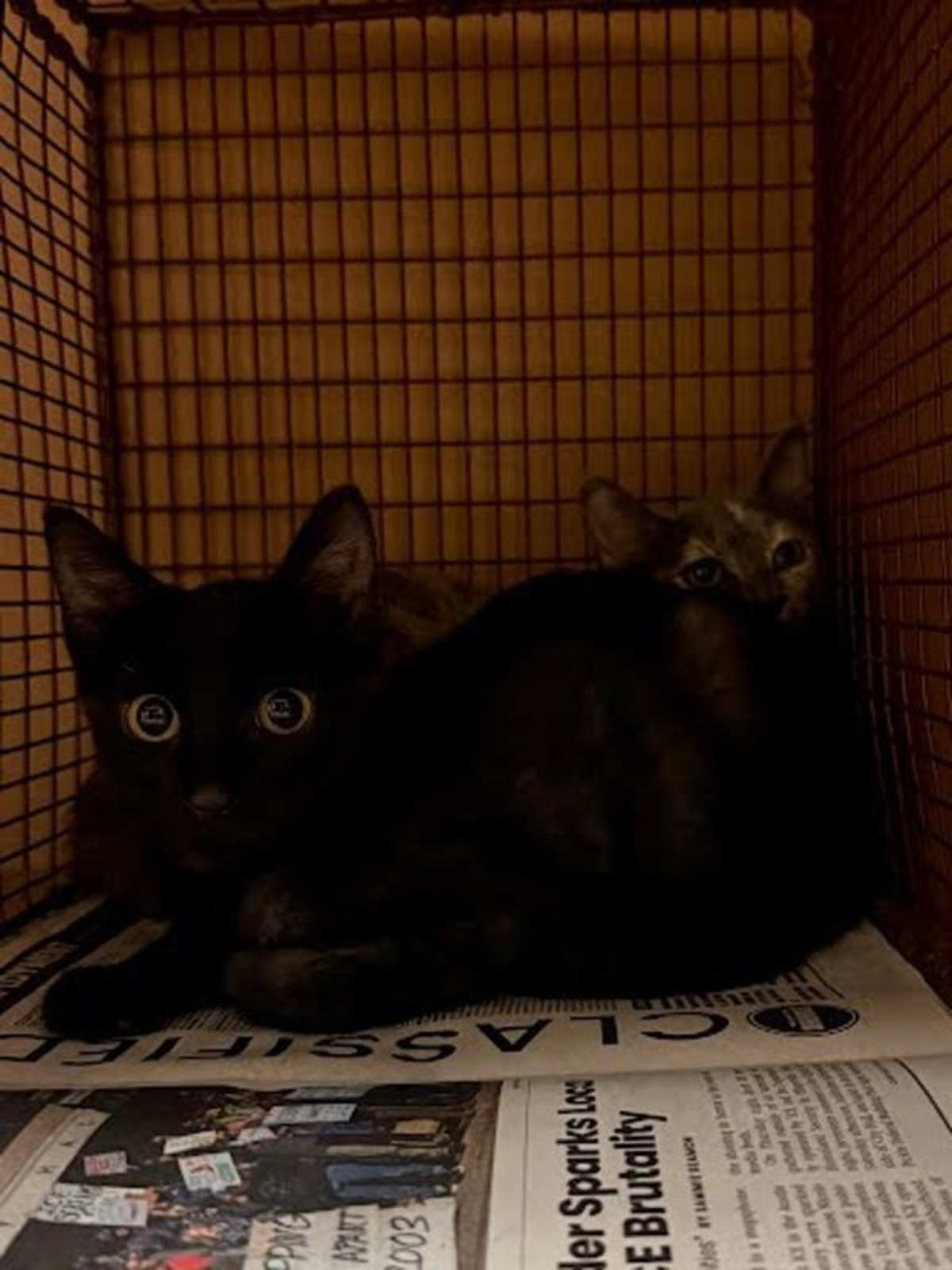 ELLIE - Domestic Shorthair available for adoption