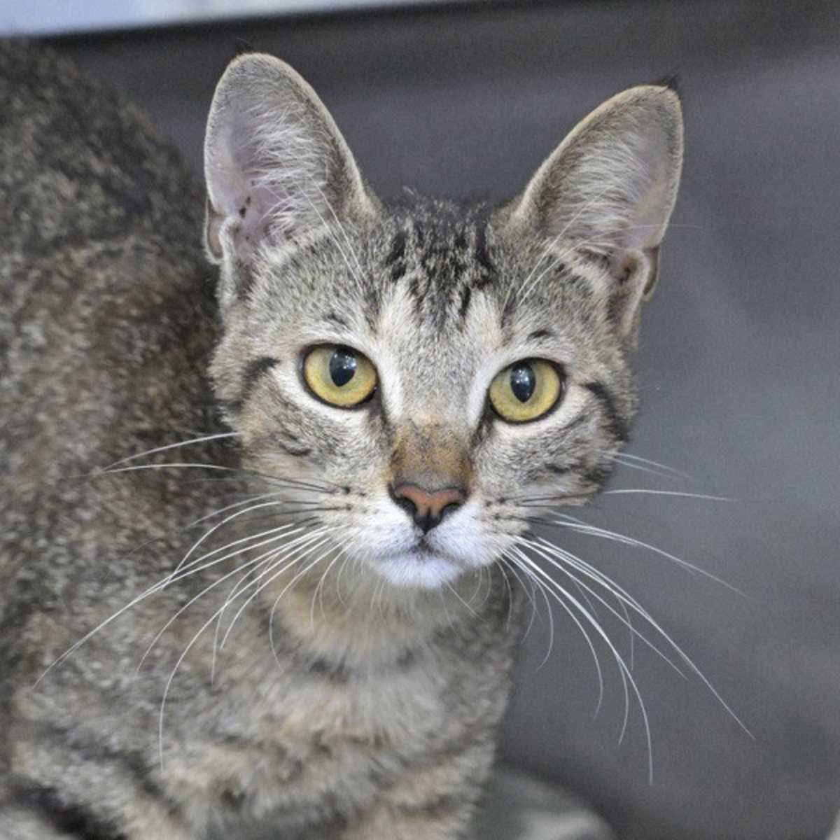 DARCY - Domestic Shorthair available for adoption