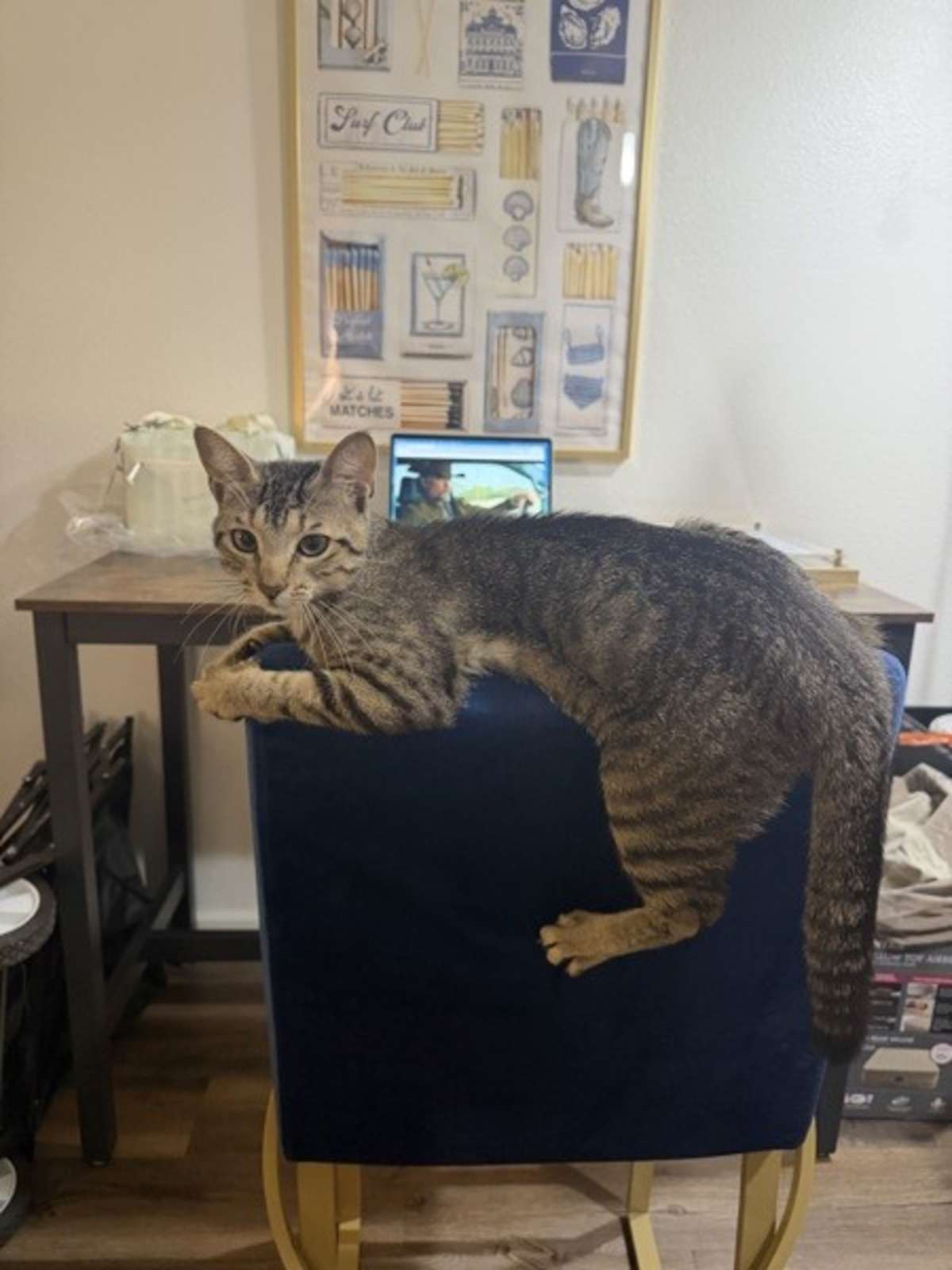 DARCY - Domestic Shorthair available for adoption