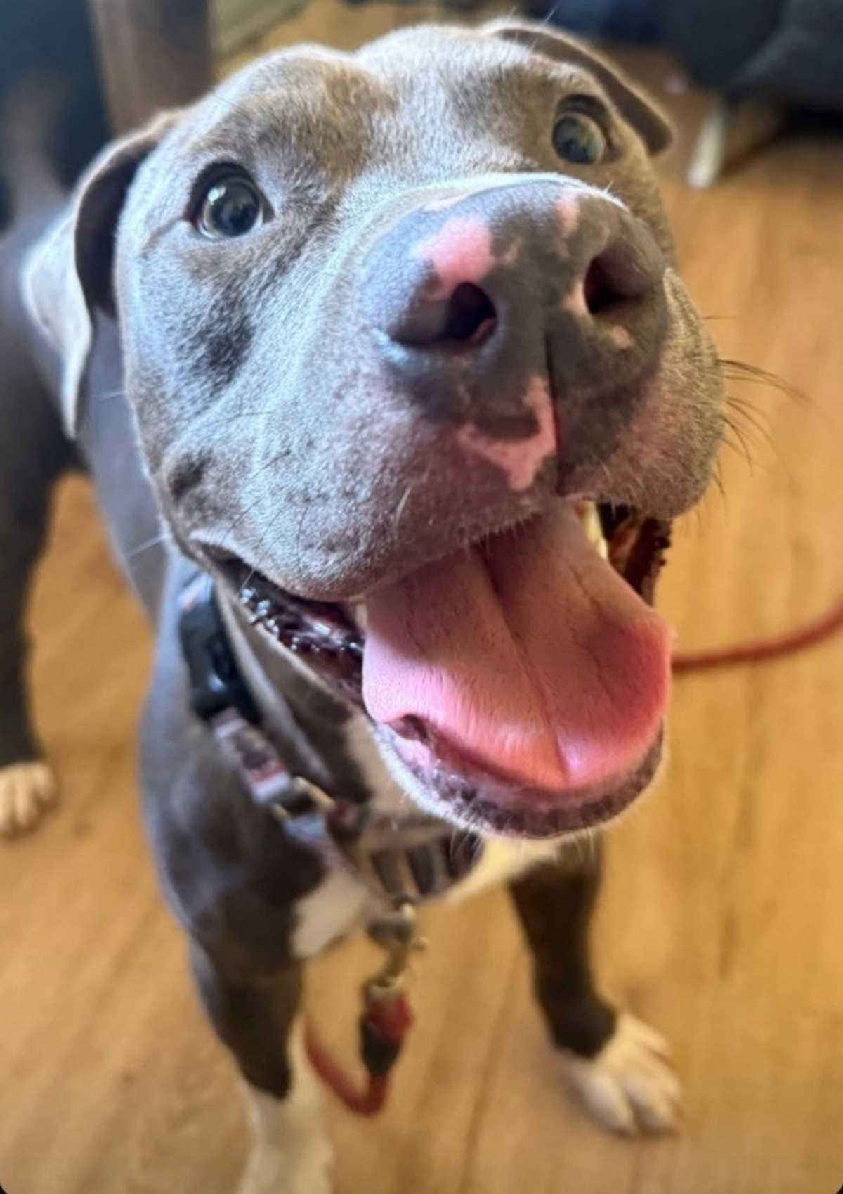 GATOR - American Pit Bull Terrier available for adoption