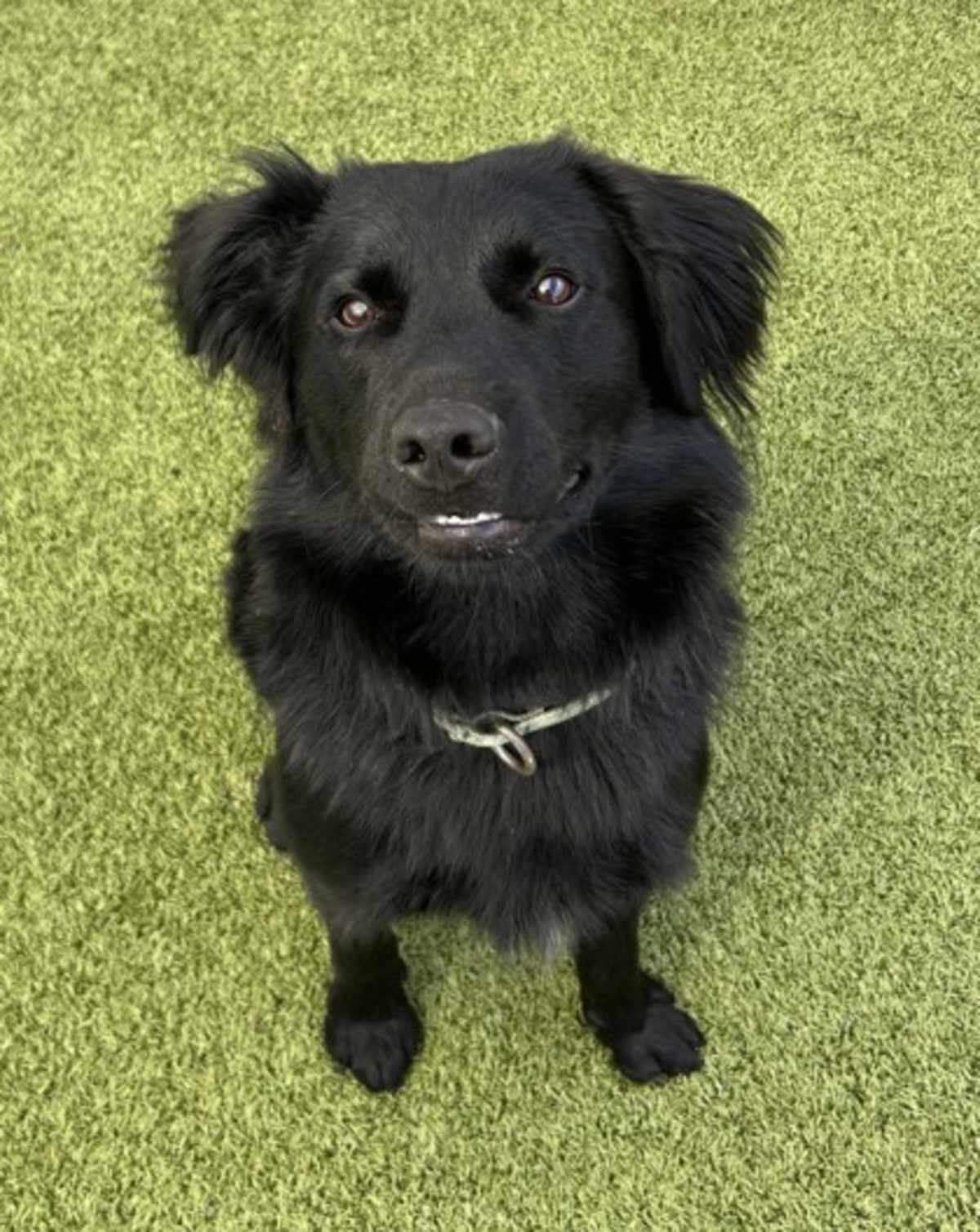CHUNKY - Border Collie available for adoption