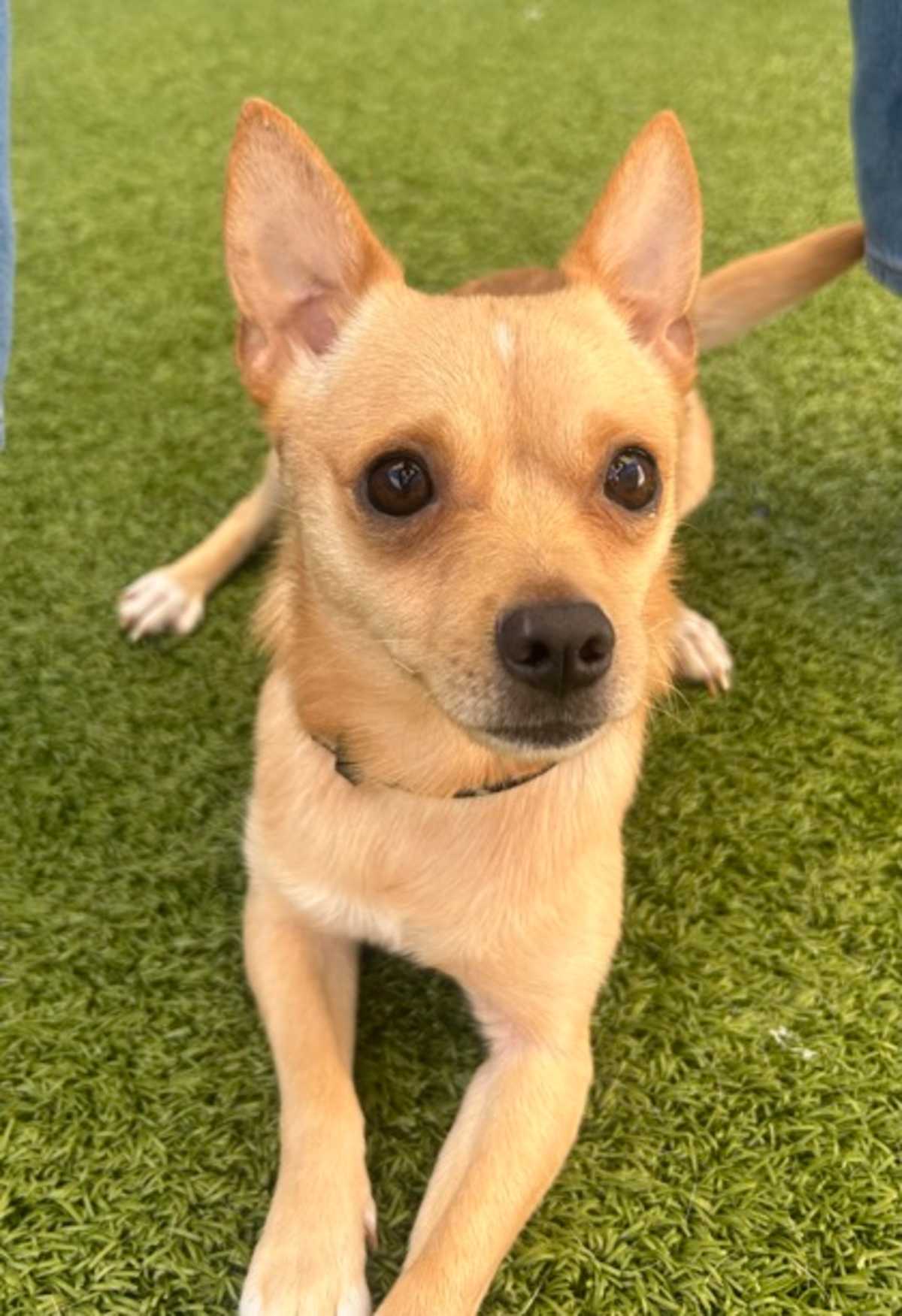 DAVE - Chihuahua available for adoption