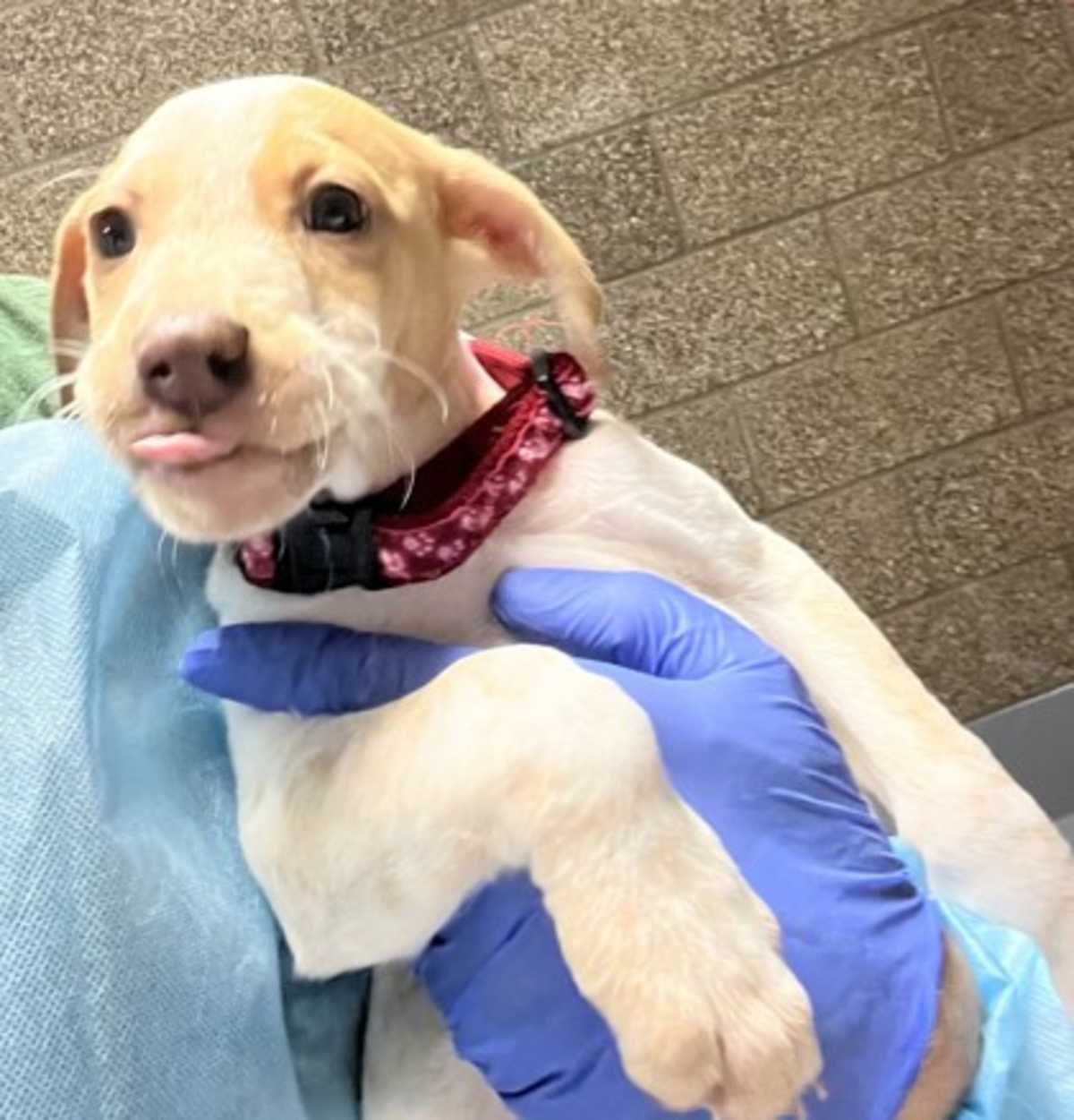 ALANI - Australian Cattle Dog available for adoption