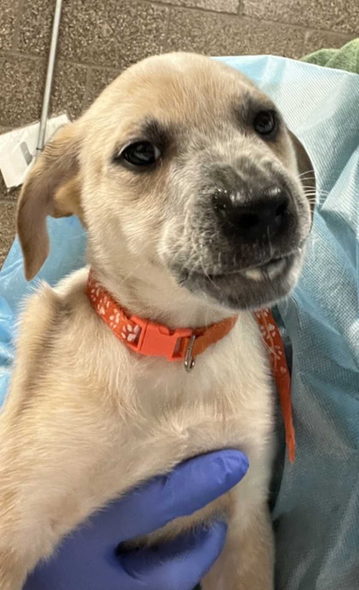 BANG - Australian Cattle Dog available for adoption