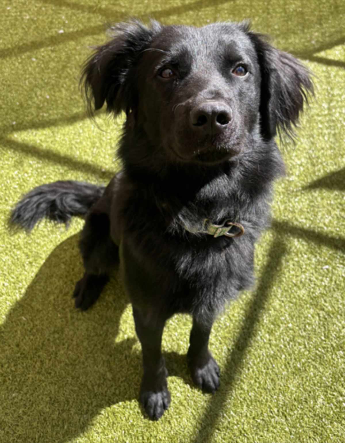 CHUNKY - Border Collie available for adoption