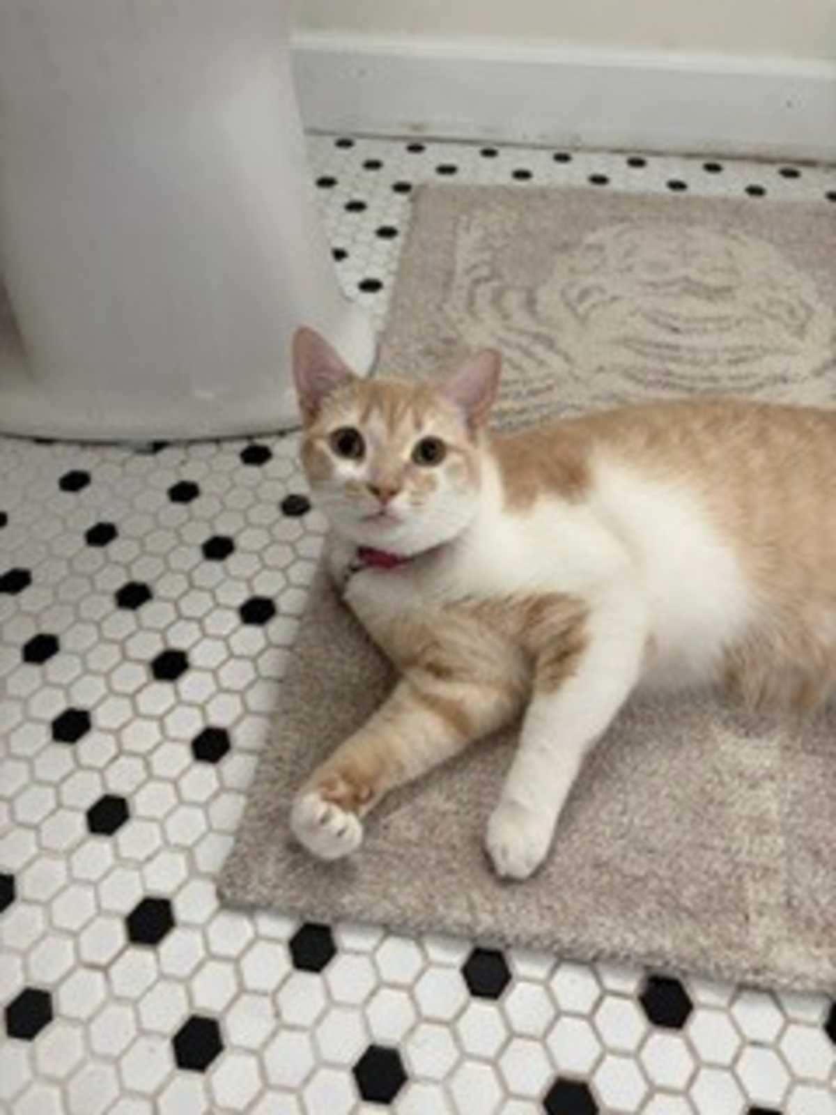 HONEY BUNN - Domestic Shorthair for adoption in Wilmington