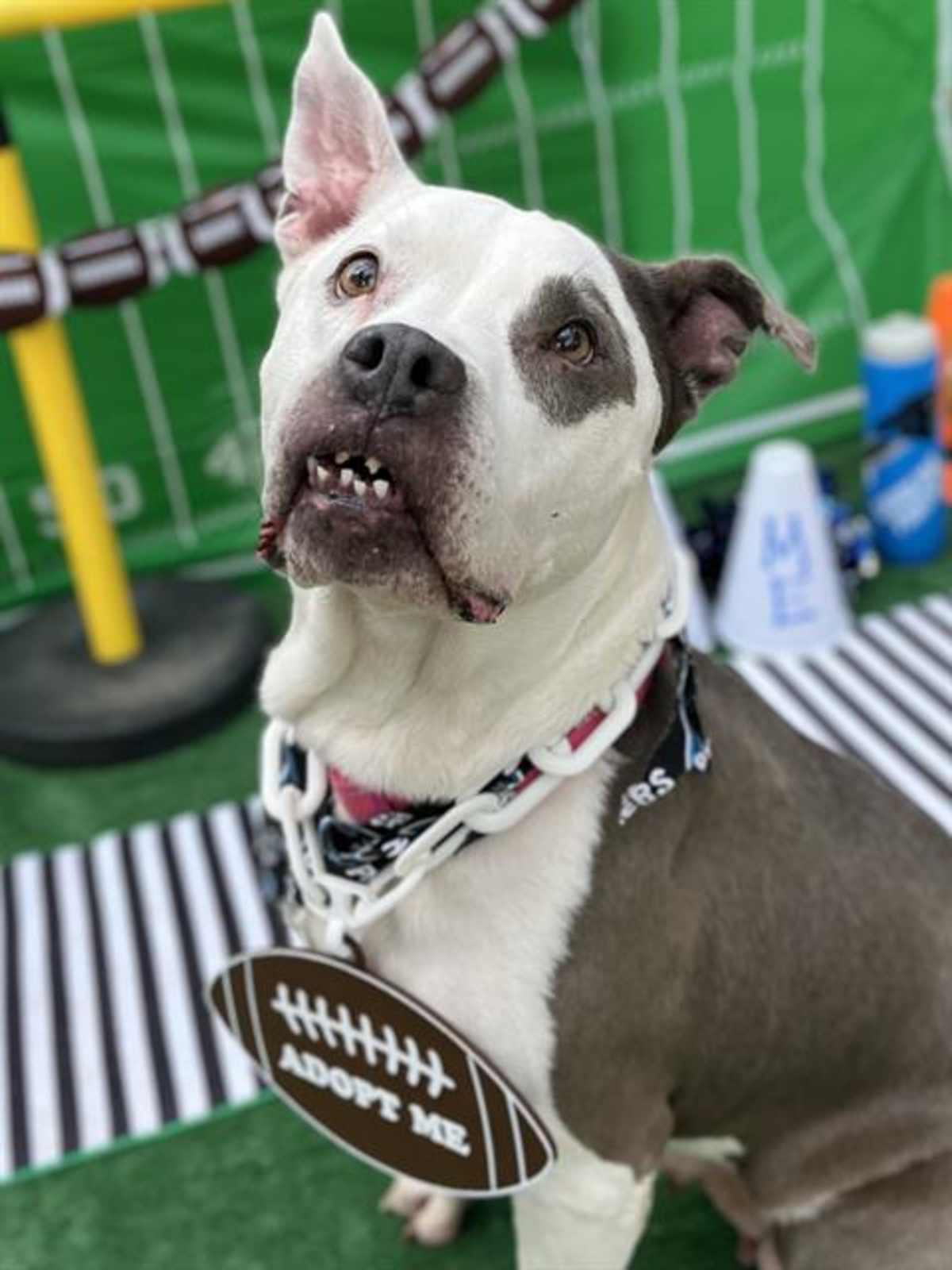 BELLA - American Pit Bull Terrier available for adoption