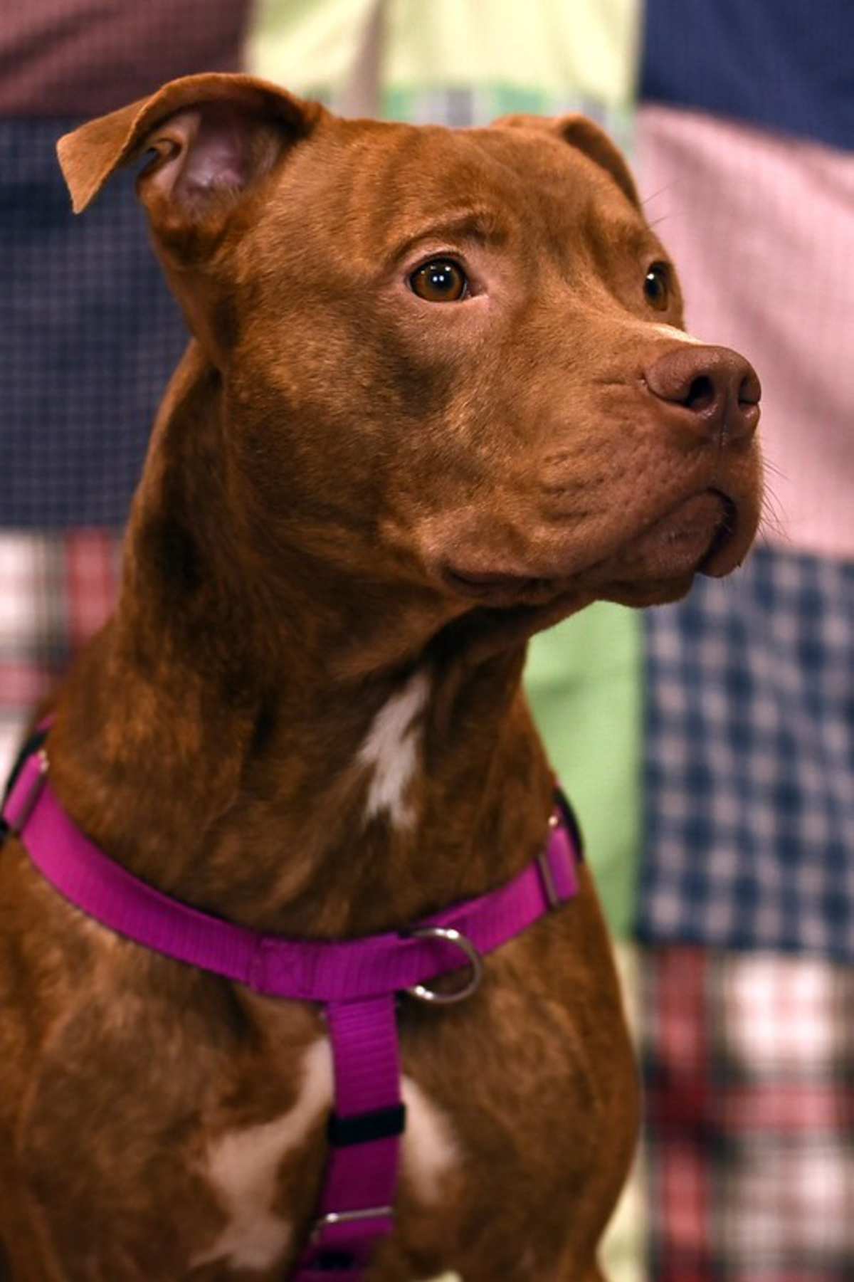 ACE - American Pit Bull Terrier for adoption in Roanoke