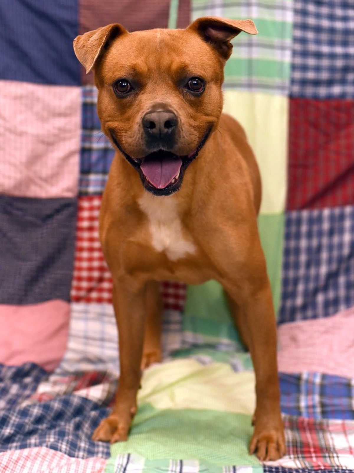 CONWAY - American Pit Bull Terrier for adoption in Roanoke