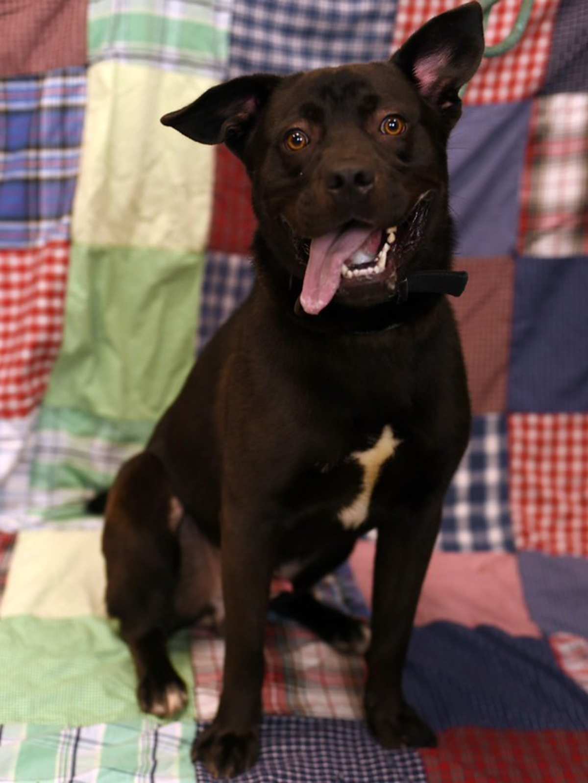 COUSIN CLETUS - American Pit Bull Terrier for adoption in Roanoke