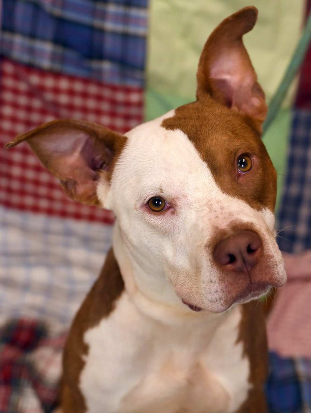 STEVE - American Pit Bull Terrier for adoption in Roanoke