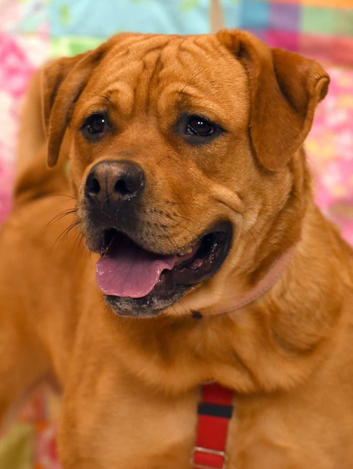 LUCY LYNN - American Pit Bull Terrier / Labrador Retriever for adoption in Roanoke
