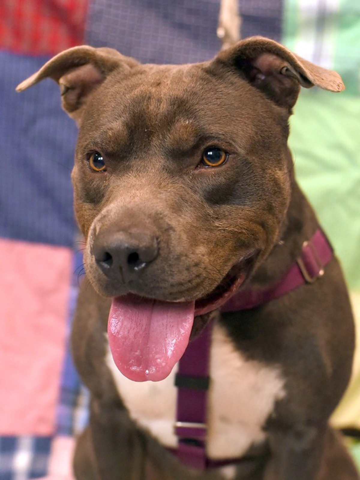 RONALDO - American Pit Bull Terrier for adoption in Roanoke