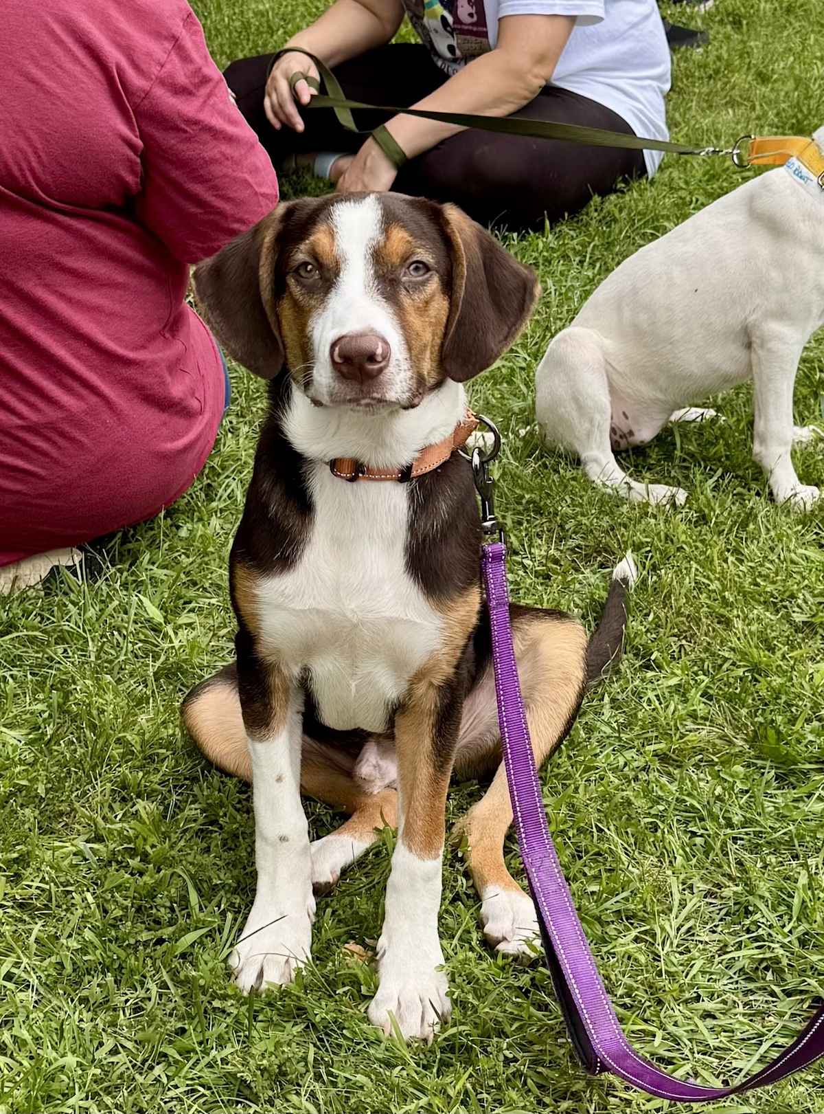 SNOOPY ~ MEET ME! - Beagle / Labrador Retriever for adoption in New Haven