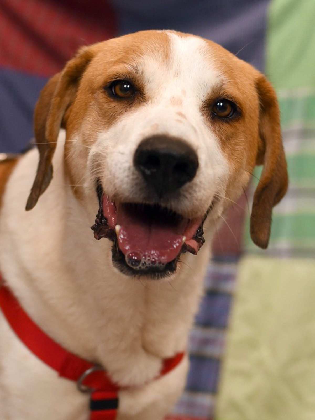 PETER PAN - Hound (Unknown Type) / Hound (Unknown Type) for adoption in Roanoke