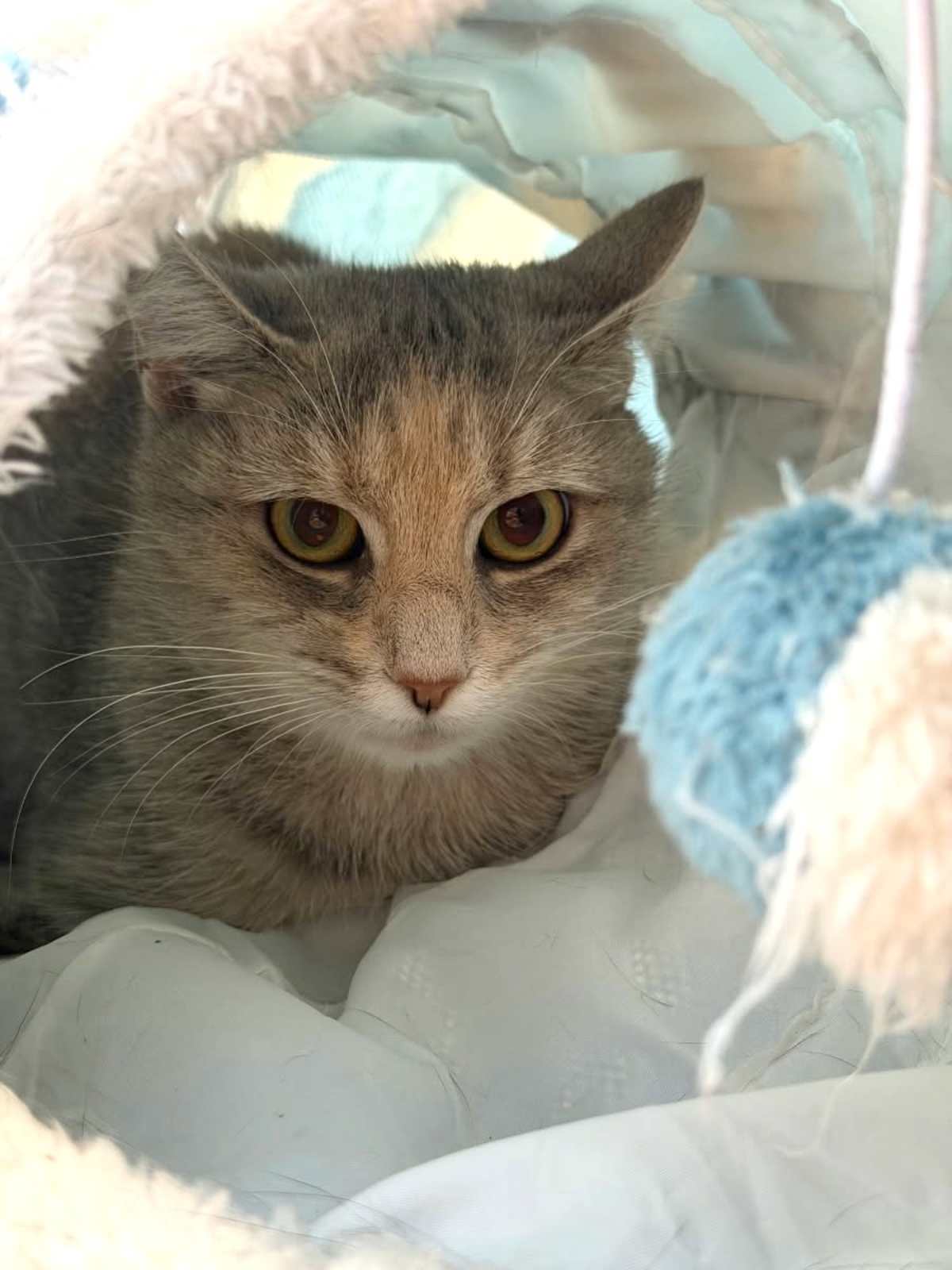 JESSICA - Domestic Shorthair for adoption in Roanoke