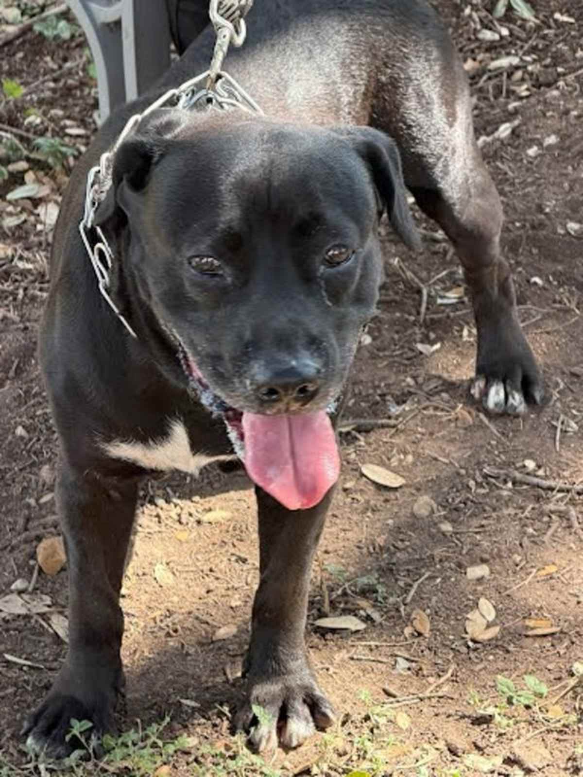 JAY JAY - Labrador Retriever / Flat-Coated Retriever available for adoption