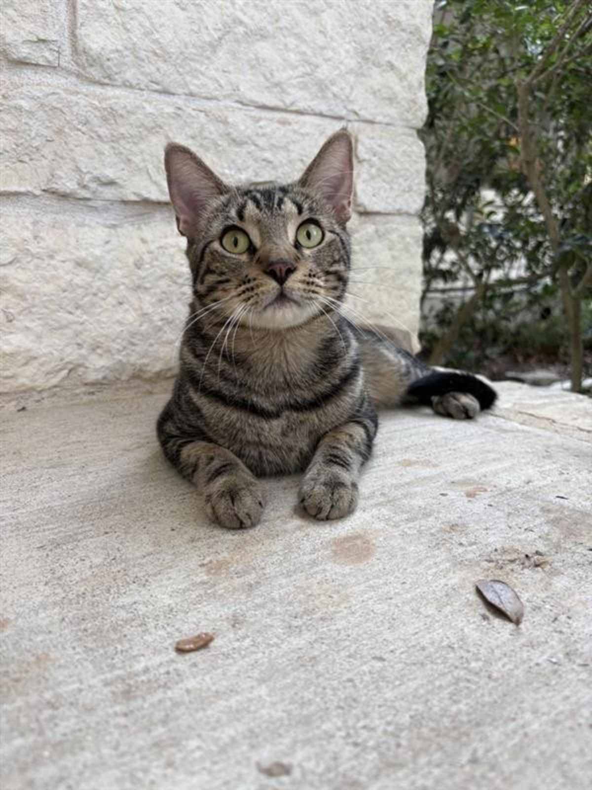 MAX - Domestic Shorthair available for adoption