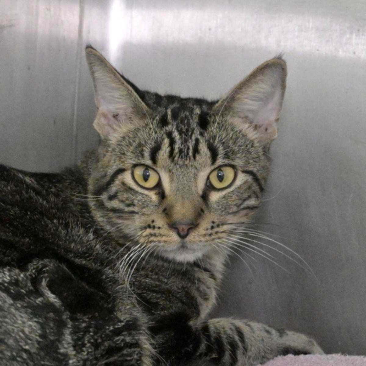 MAX - Domestic Shorthair available for adoption