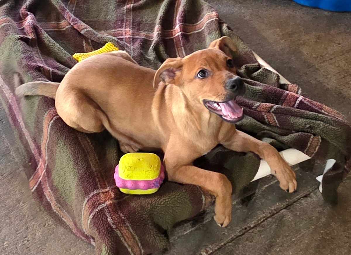 WAVEY - German Shepherd Dog / Boxer available for adoption