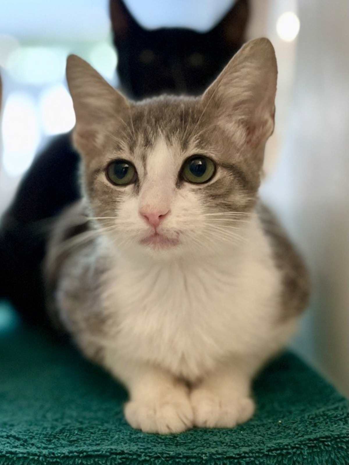 GLORIA - Domestic Shorthair available for adoption