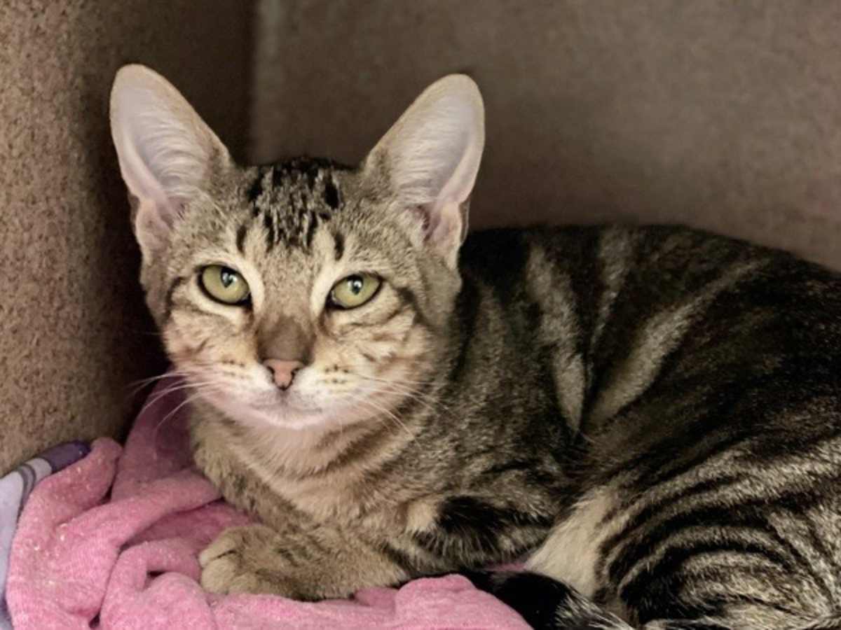 JANE - Domestic Shorthair available for adoption