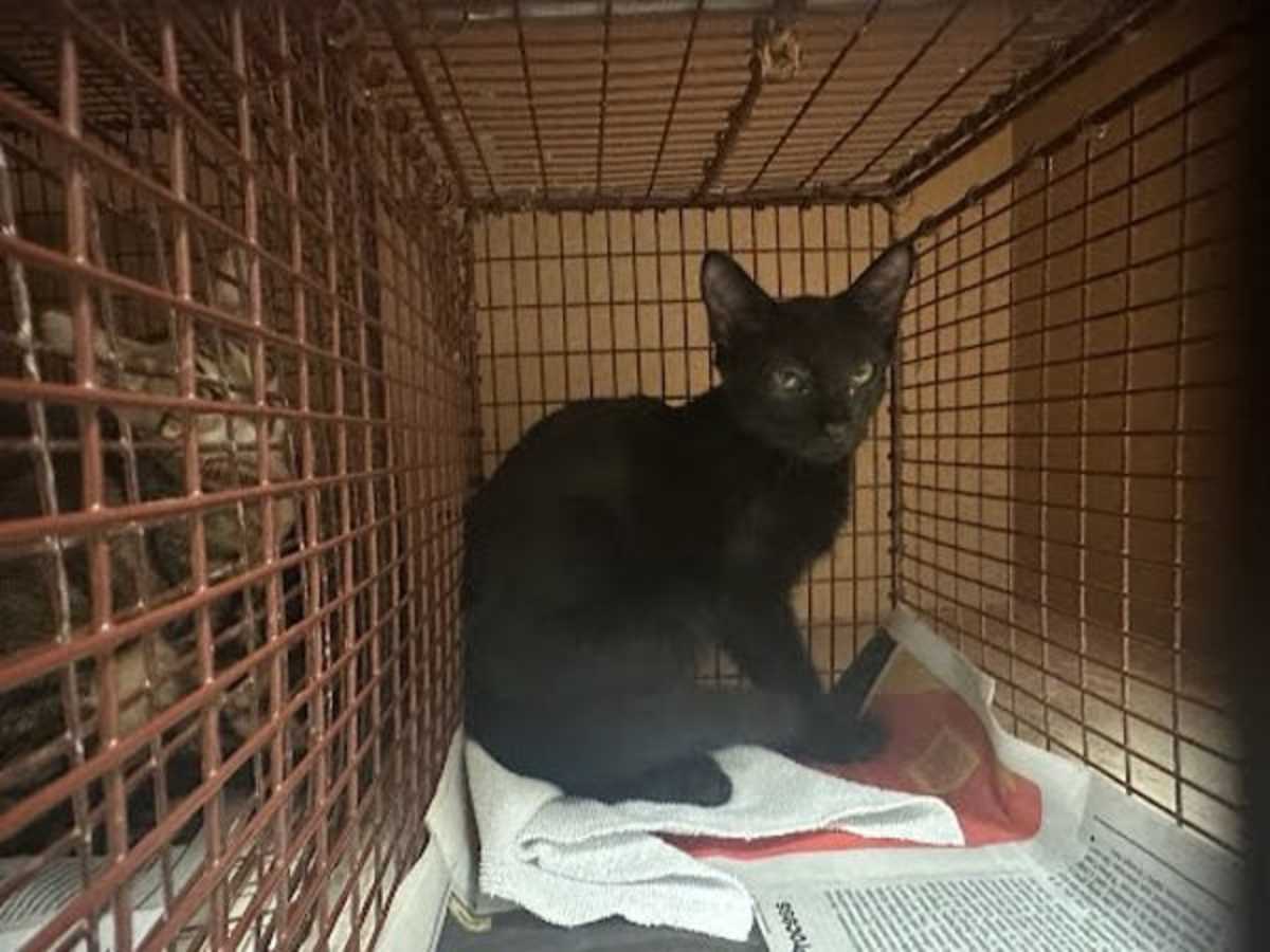 JESSIE - Domestic Shorthair available for adoption