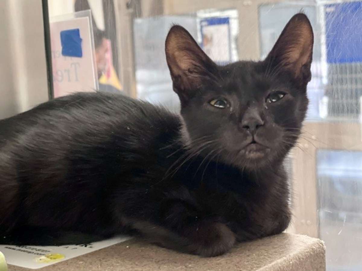 ROCKY - Domestic Shorthair available for adoption