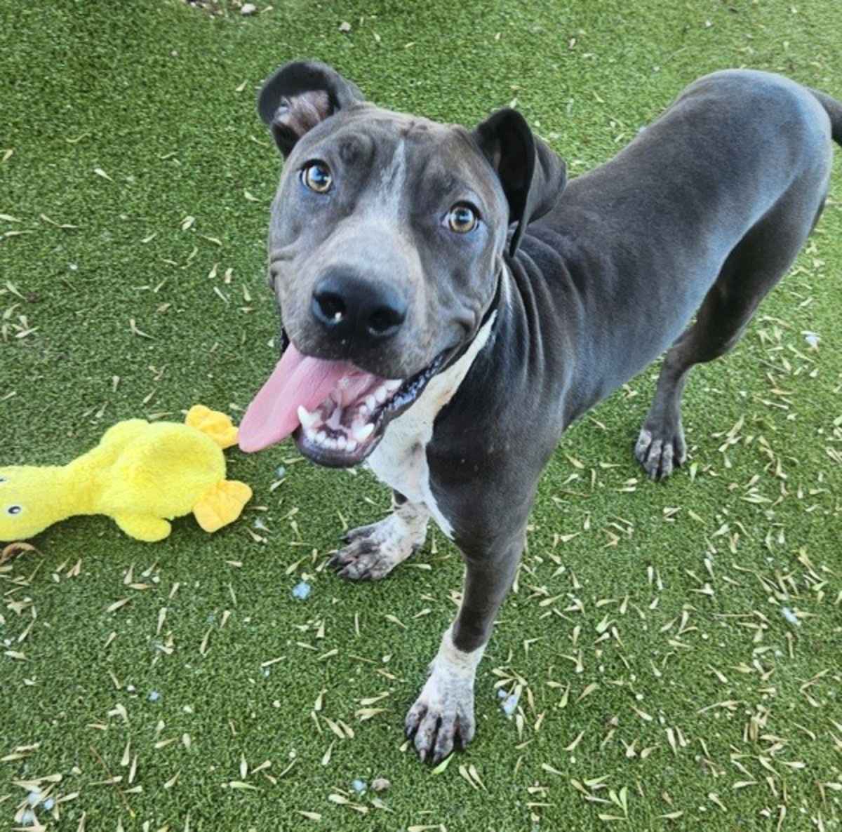 CATERPILLAR - American Pit Bull Terrier available for adoption