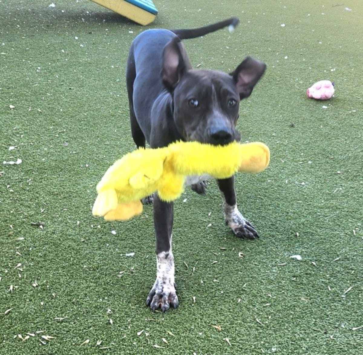 CATERPILLAR - American Pit Bull Terrier available for adoption