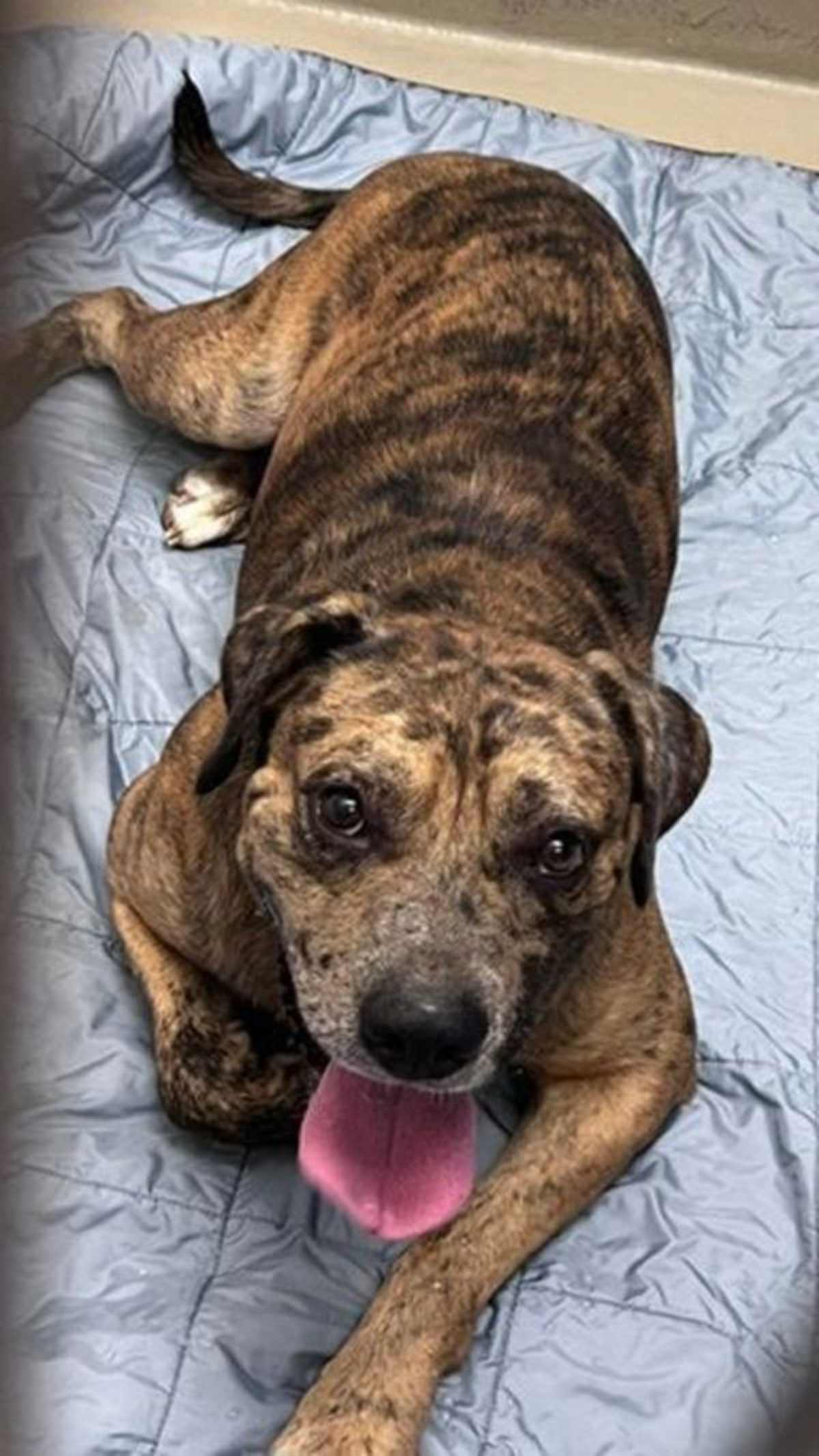 LITTLE COOKIE - Catahoula Leopard Dog / Labrador Retriever available for adoption