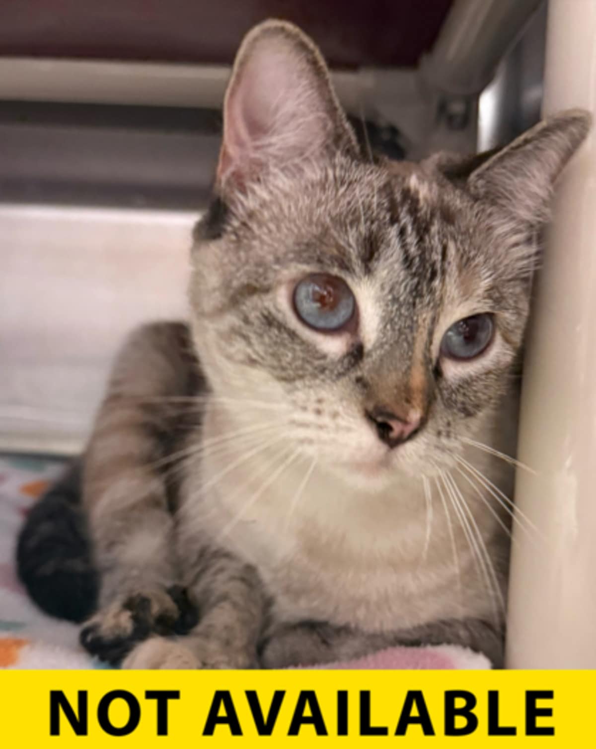 FERNANDA - Siamese available for adoption