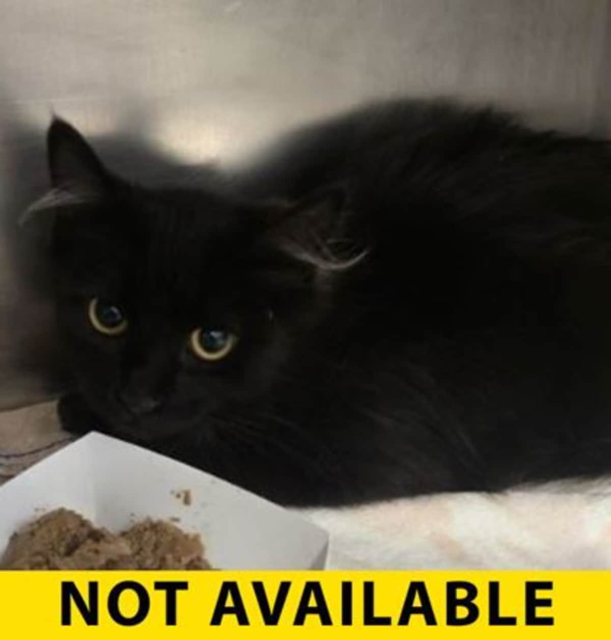 CICILIA - Domestic Mediumhair available for adoption