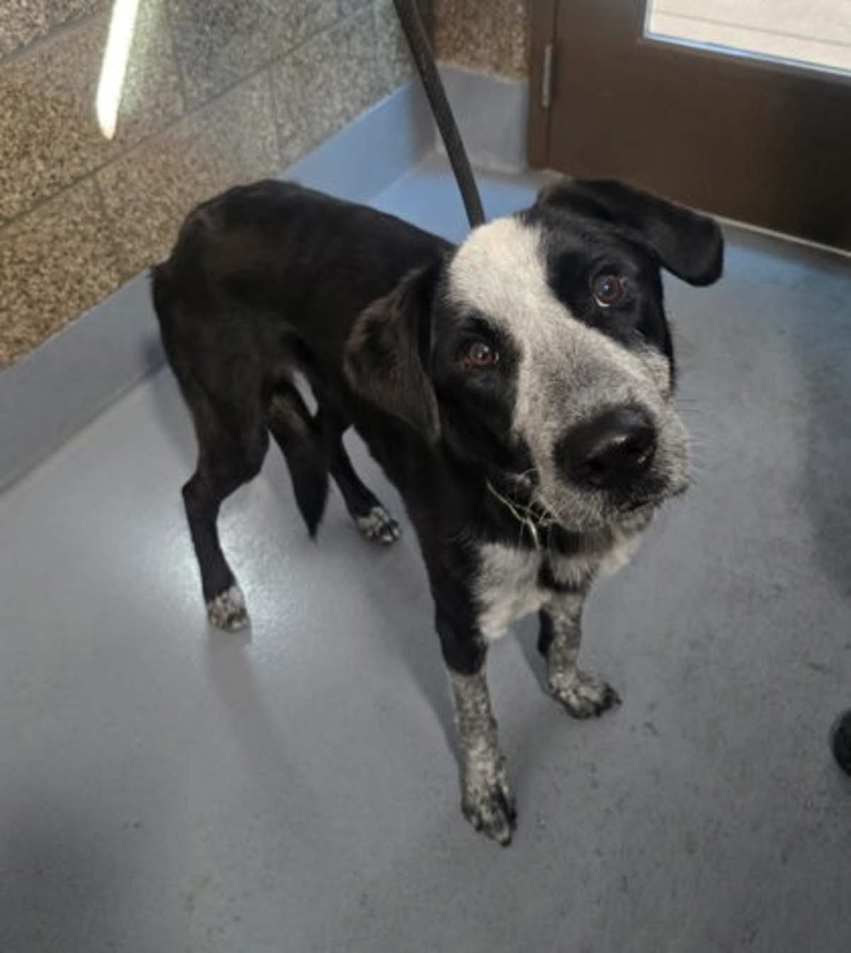 BILLIE - Mixed Breed (Medium) available for adoption