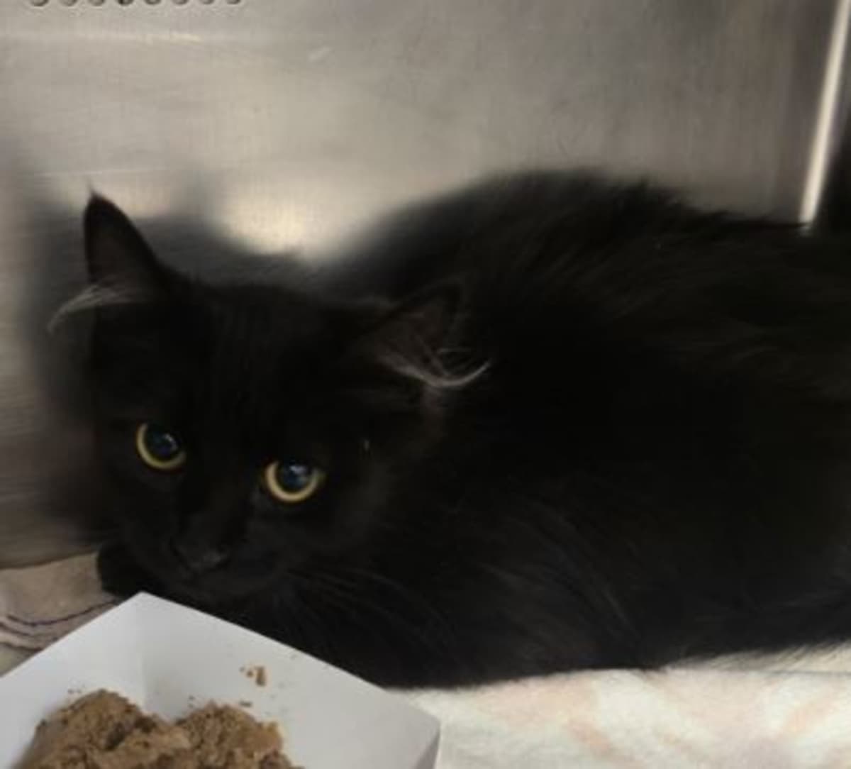 CICILIA - Domestic Mediumhair available for adoption