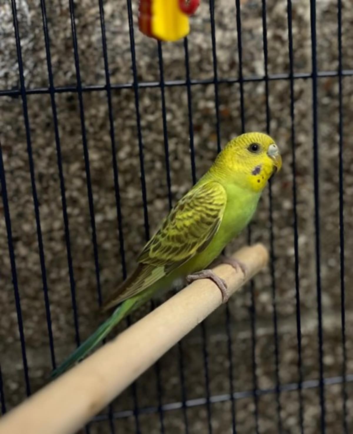 FISH - Parakeet - Other available for adoption