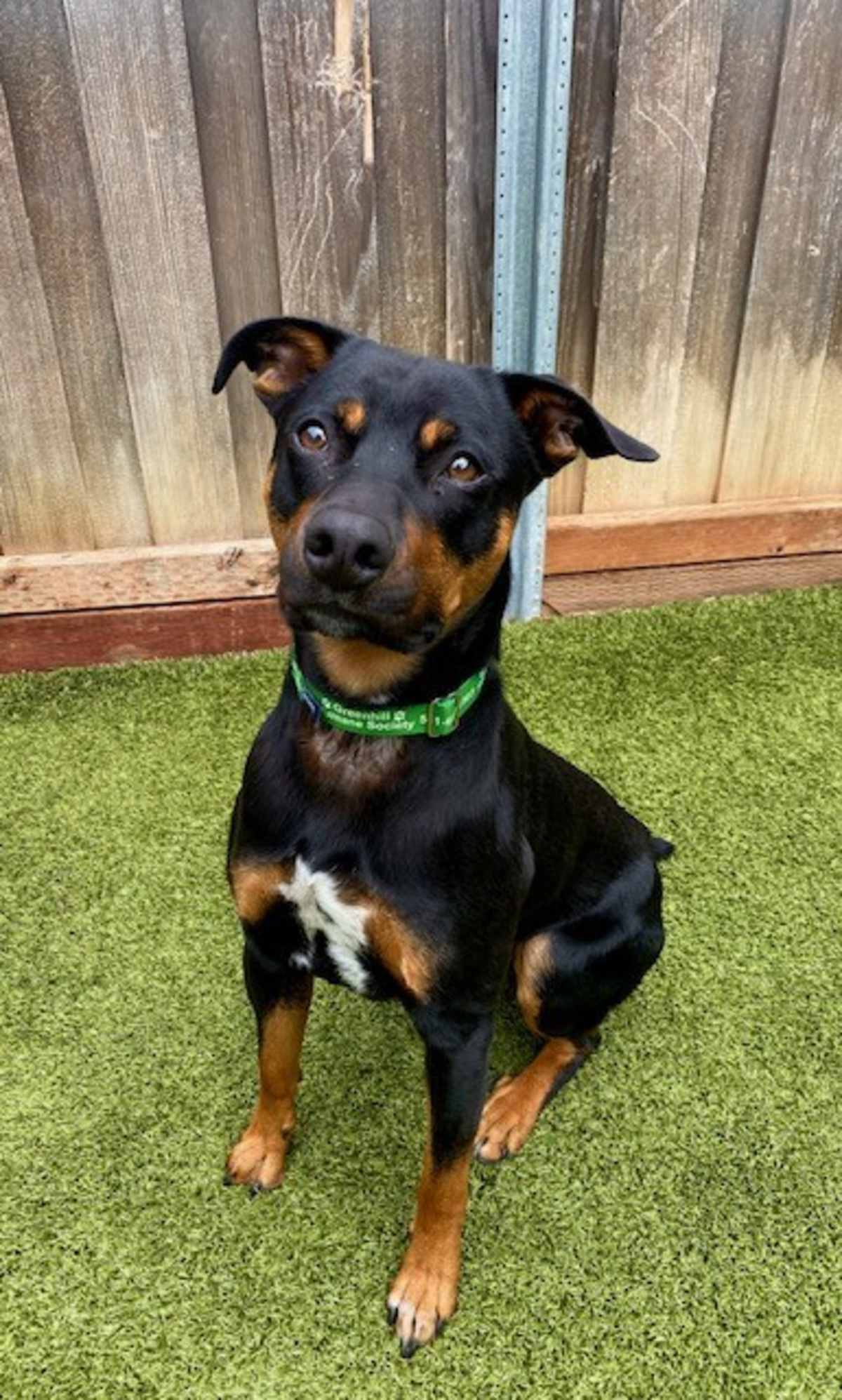 BUTTERS - Mixed Breed (Medium) available for adoption