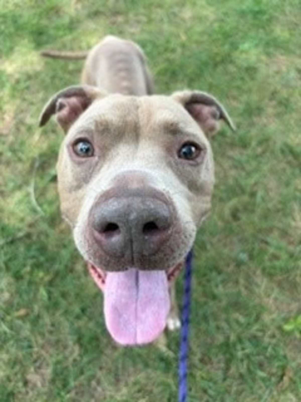 AMOS - American Pit Bull Terrier available for adoption