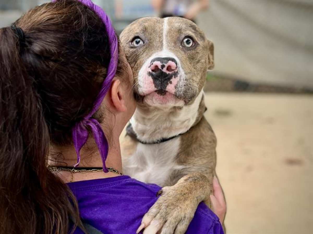 FAIRWAY - American Pit Bull Terrier for adoption in Charlotte