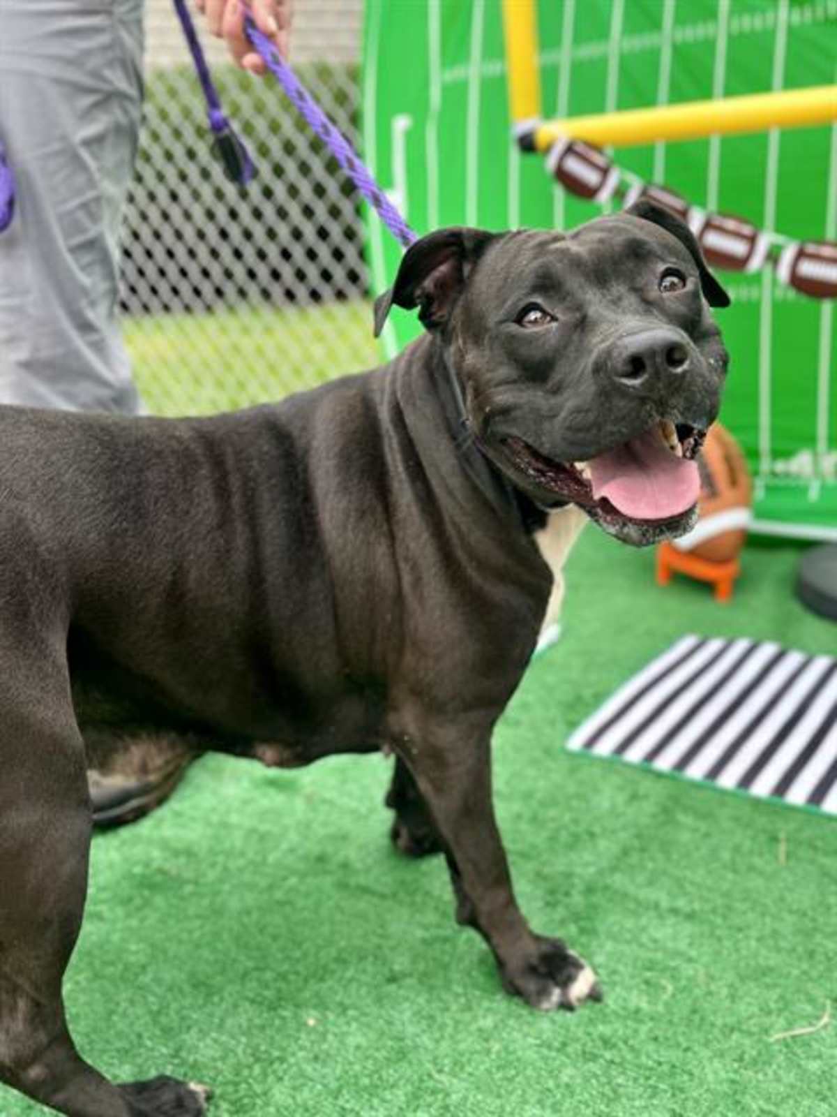 TINKER BELL - American Pit Bull Terrier available for adoption
