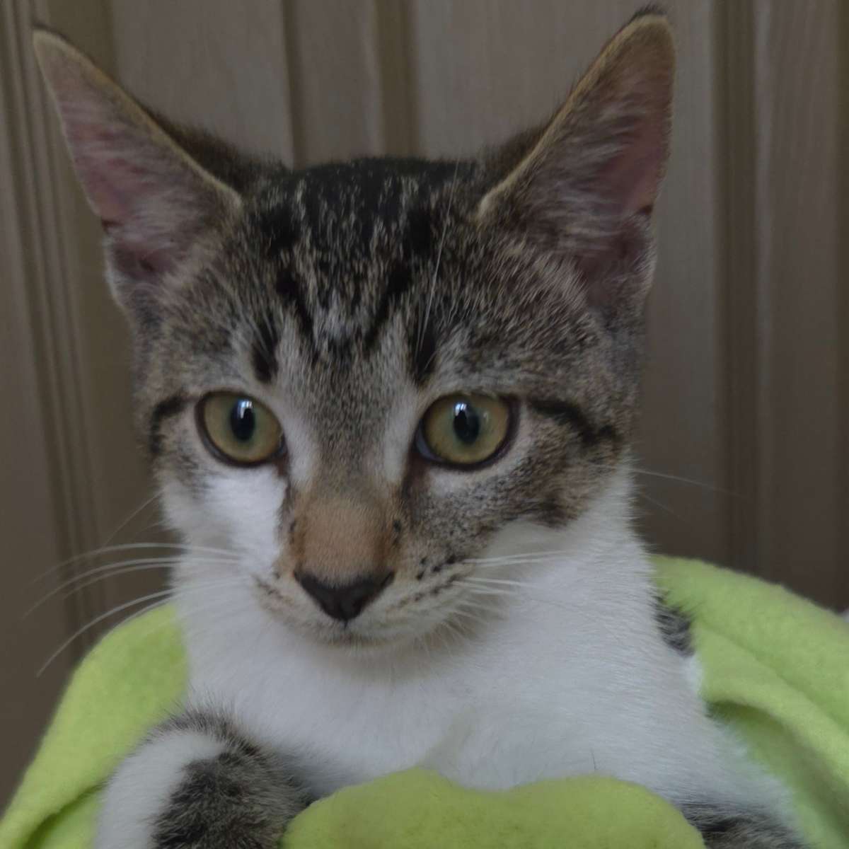 DONOVAN - Domestic Shorthair available for adoption