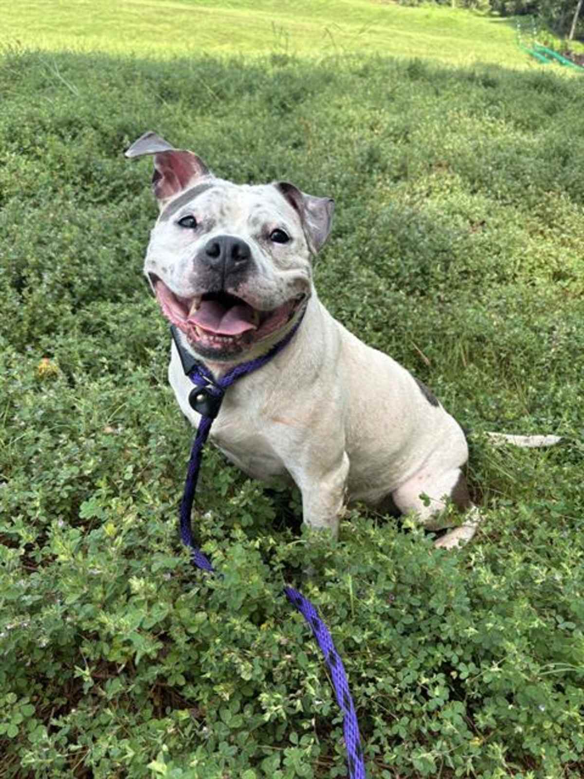 BESSIE - American Bulldog available for adoption