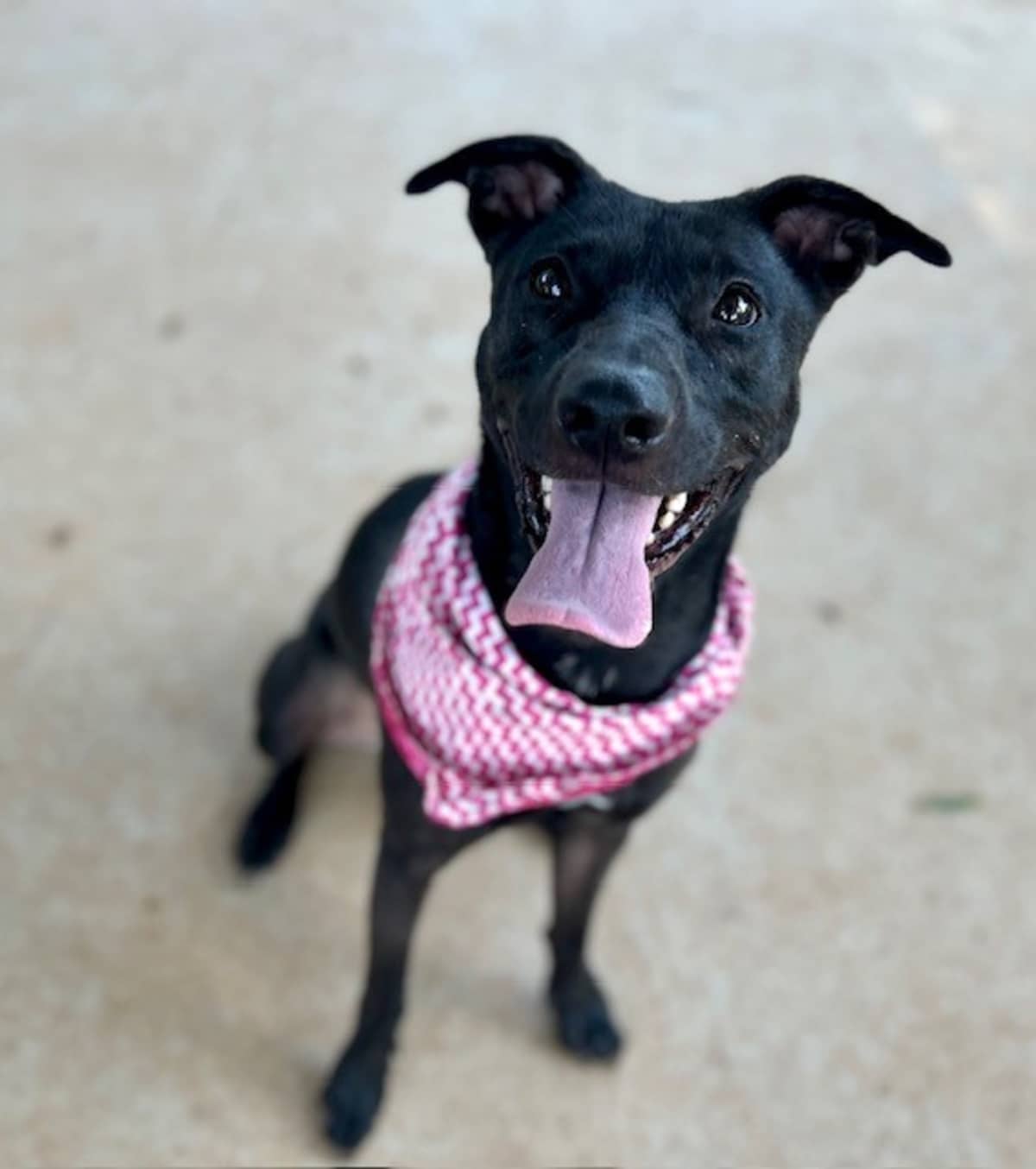 BELLE - Mixed Breed (Medium) available for adoption