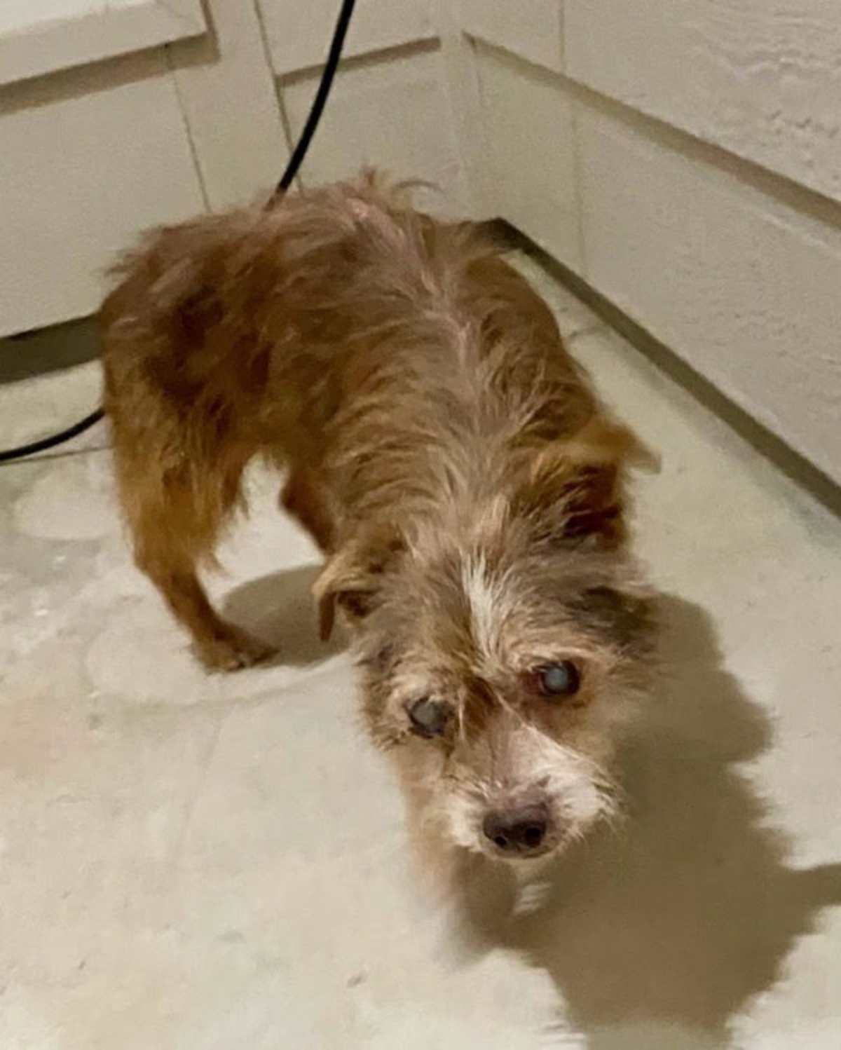 BUMPER - Border Terrier available for adoption
