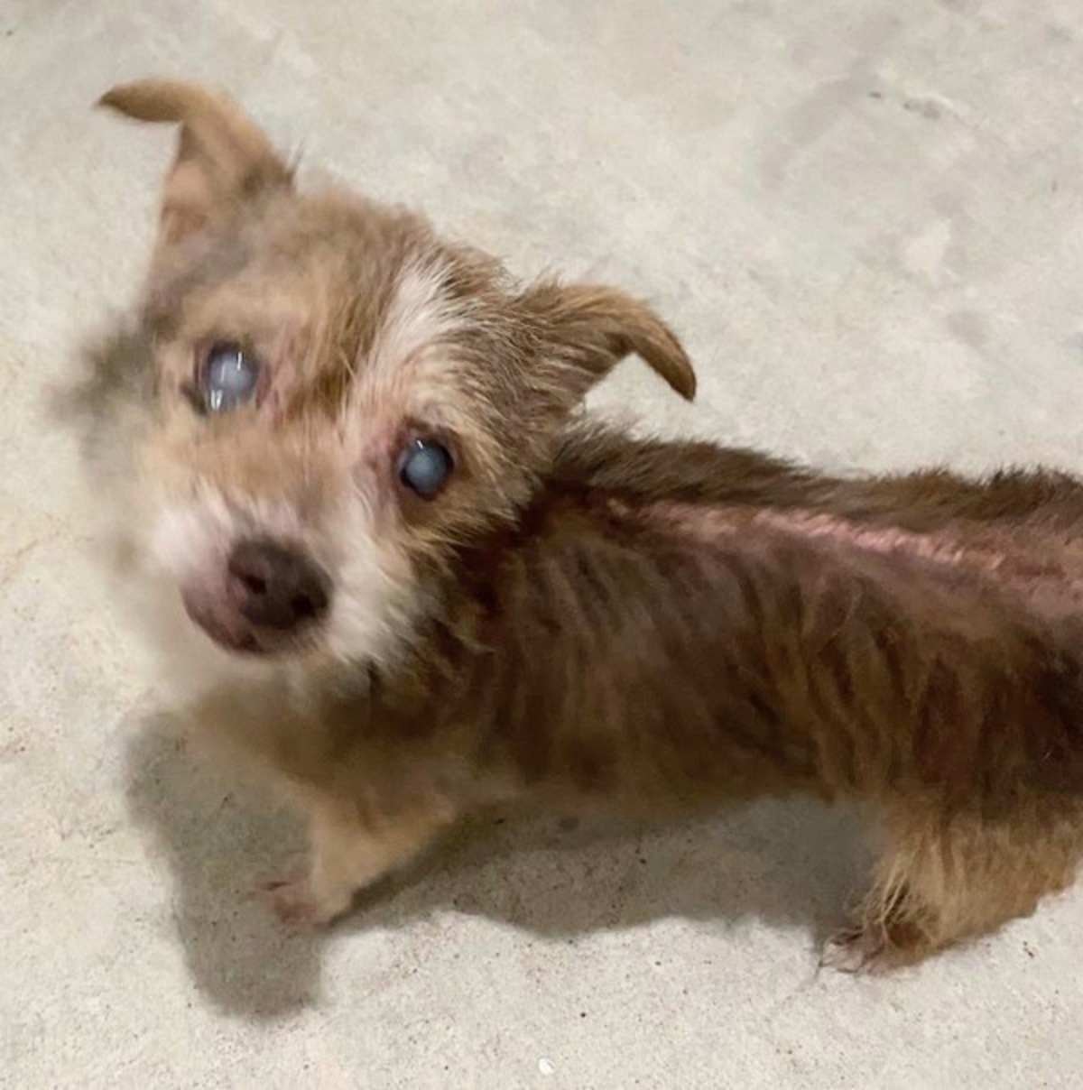 BUMPER - Border Terrier available for adoption