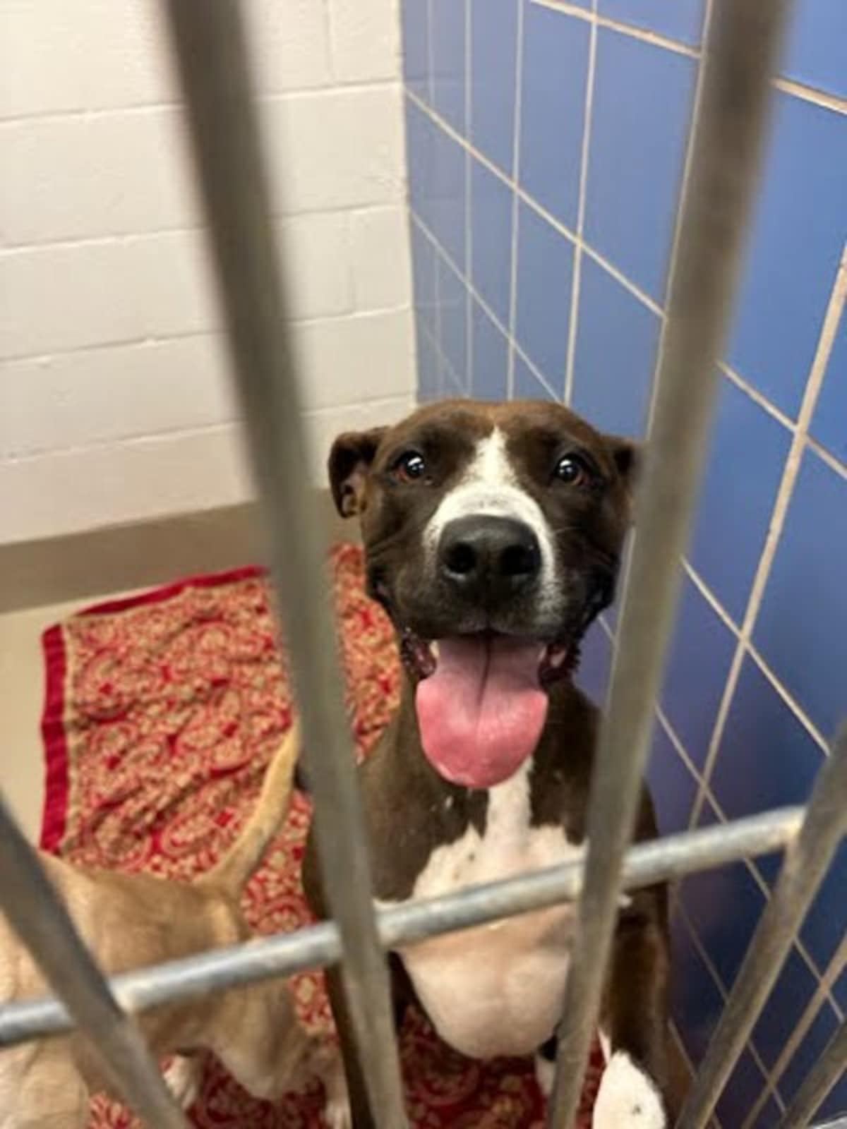 RAYA - American Staffordshire Terrier available for adoption