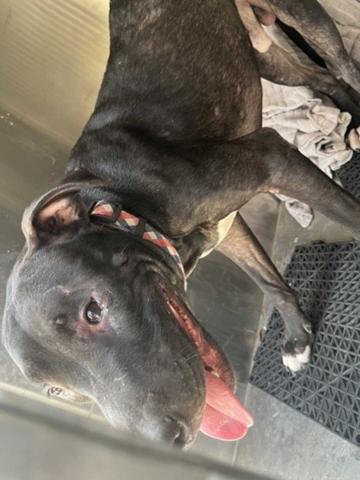 ARLO - Labrador Retriever available for adoption