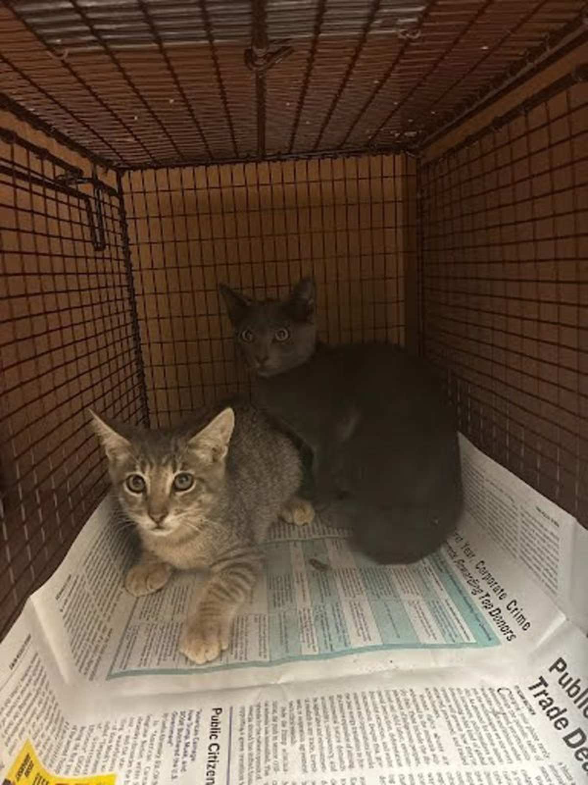 PEARL SNAP - Domestic Shorthair available for adoption