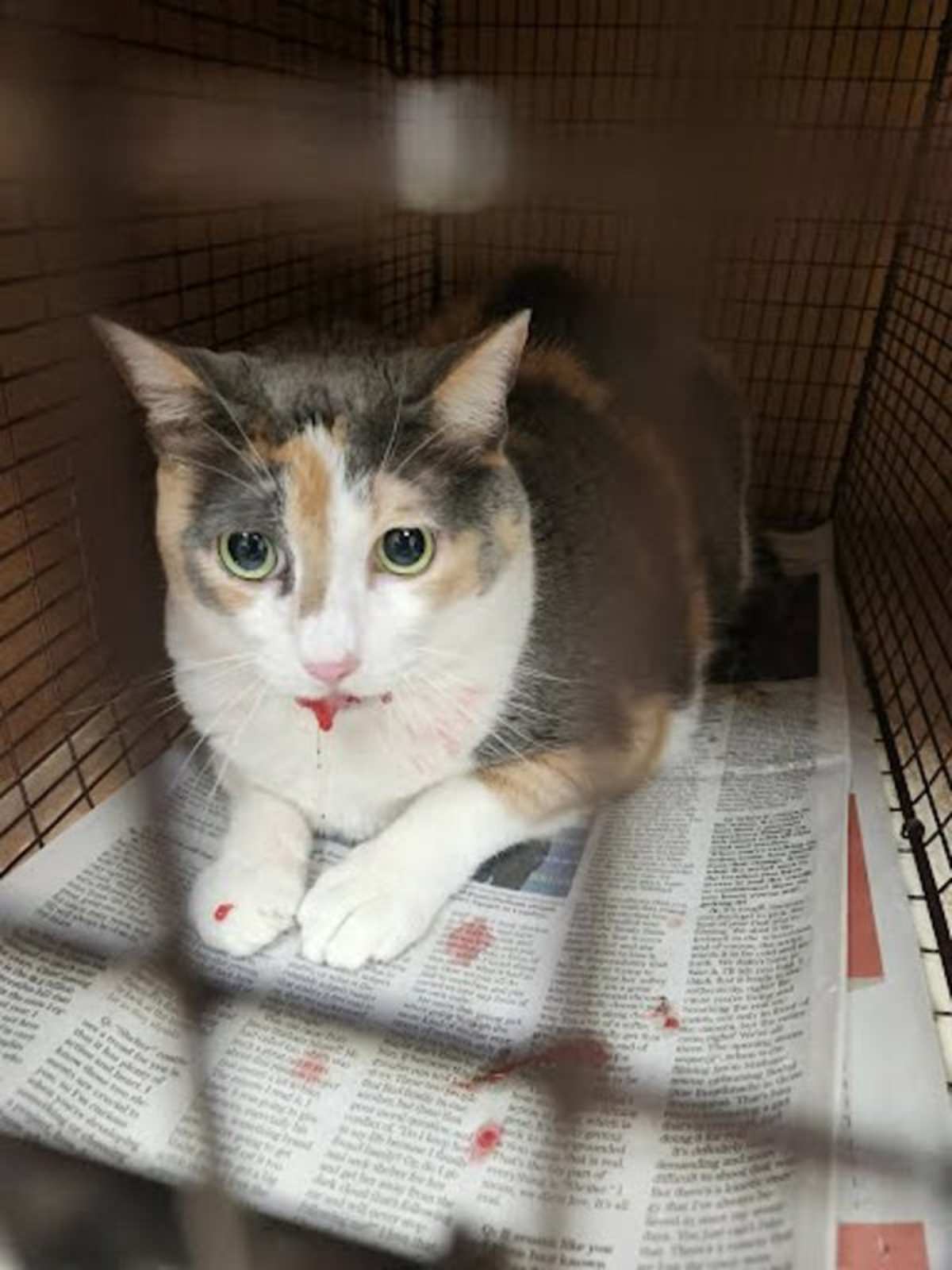 SWEET PEA - Domestic Shorthair available for adoption